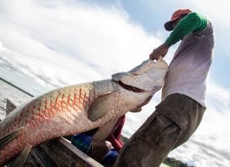 GDF restringe pesca do pirarucu no DF apenas a pescadores profissionais