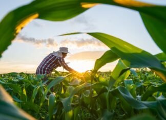 MP de dívida rural foca em perdas climáticas, diz Durigan