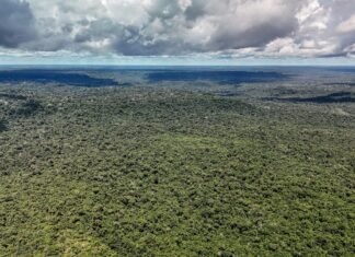 Adversária em campo, Noruega é parceria de ações ambientais do Brasil