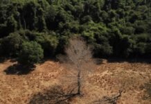 Depois da COP17, Brasil é cobrado a efetivar metas de restauração