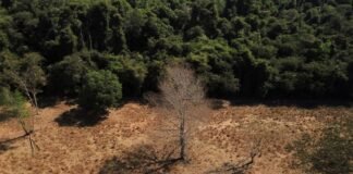 Depois da COP17, Brasil é cobrado a efetivar metas de restauração