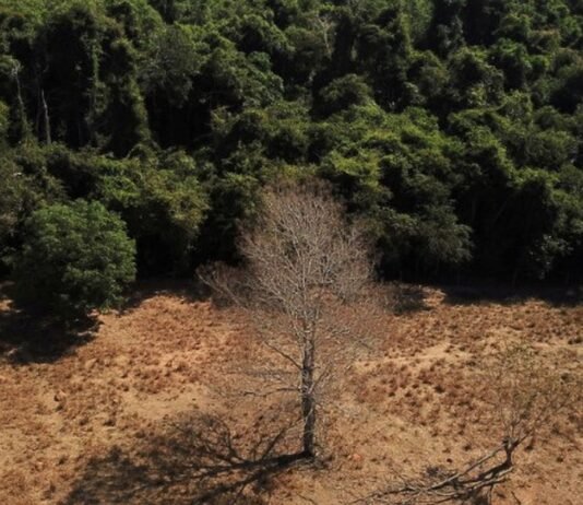Depois da COP17, Brasil é cobrado a efetivar metas de restauração