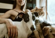 O que diz a psicologia sobre quem prefere pets do que pessoas