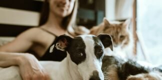O que diz a psicologia sobre quem prefere pets do que pessoas