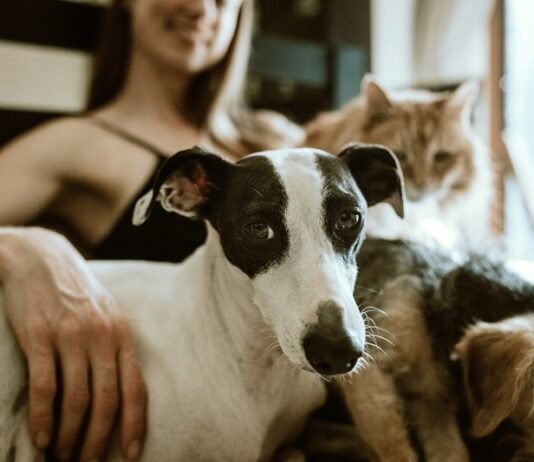 O que diz a psicologia sobre quem prefere pets do que pessoas