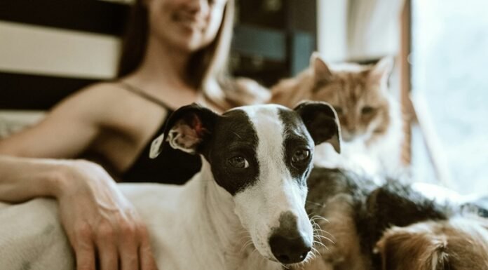 O que diz a psicologia sobre quem prefere pets do que pessoas