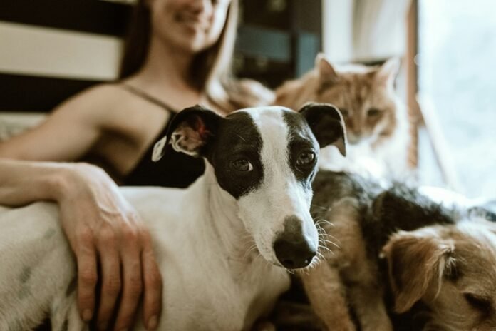 Foto de Chewy na Unsplash