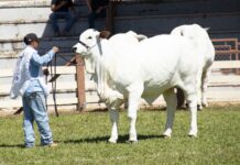 O agro no coração do Brasil: 34ª Expoabra destaca a força do agronegócio que pulsa na capital federal