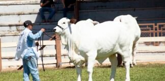 O agro no coração do Brasil: 34ª Expoabra destaca a força do agronegócio que pulsa na capital federal