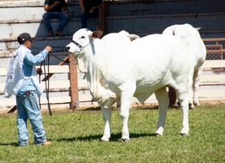 O agro no coração do Brasil: 34ª Expoabra destaca a força do agronegócio que pulsa na capital federal