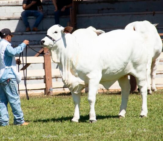 O agro no coração do Brasil: 34ª Expoabra destaca a força do agronegócio que pulsa na capital federal