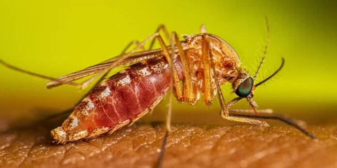 culex-quinquefasciatus-female-feeding-16-9.jpg
