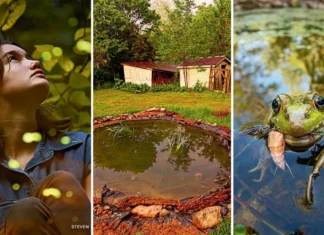 Adolescente cava lago na escola e o quintal vira ecossistema