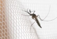 Cidades do noroeste de SP têm maior incidência de casos de dengue
