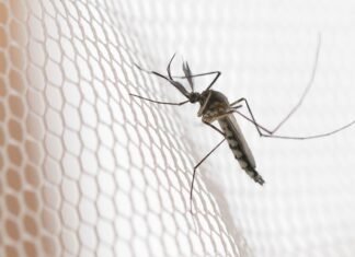 Cidades do noroeste de SP têm maior incidência de casos de dengue