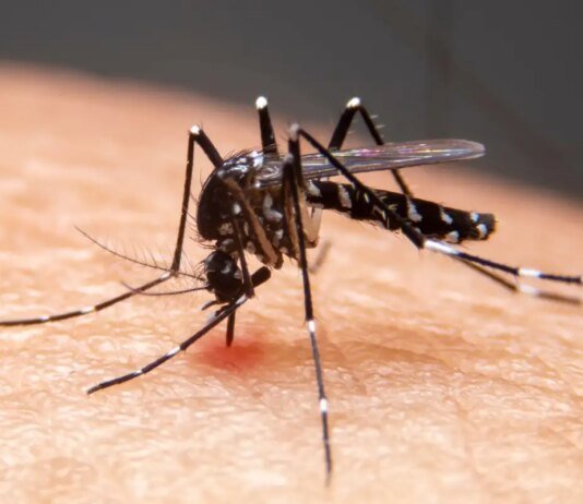 Mudanças climáticas já causam aumento de doenças infecciosas no país