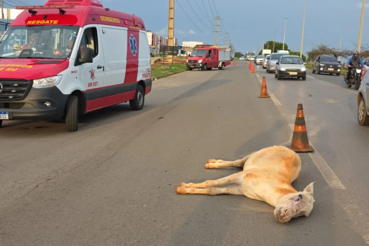 Motociclista fica ferido ao atropelar e matar cavalo na BR-060