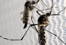 Aedes aegypti: quase metade dos municípios está em alerta ou risco